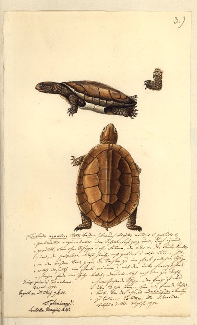 Platemys platicephala ، 1793 (مرحاض وقلم وحبر على ورق) بواسطة فريدريش أوجست كروجر